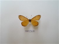 藏品(苧麻珍蝶)的圖片